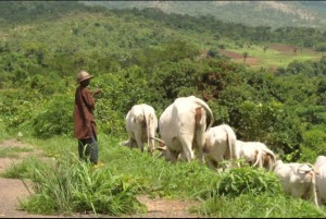 Cattle grazing in a field