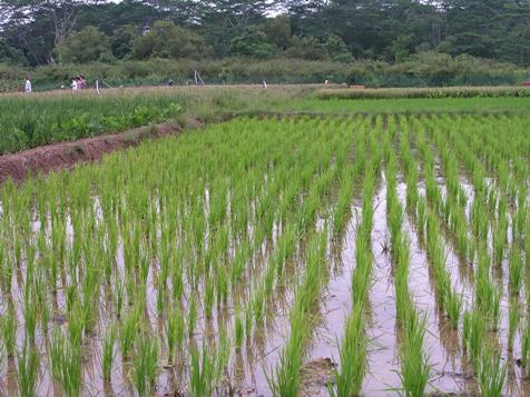 Rice Plantation in Cross River State