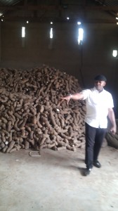  High yield yam seedlings ready for distribution to constituents