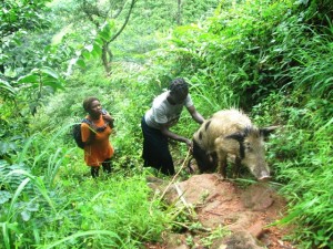 belekete BELEKETE WOMAN TAKING HER PIG TO THE RANCH FOR SALE