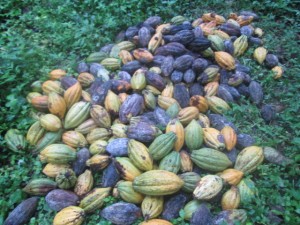 Spoilt cocoa: no road to take the produce to the market