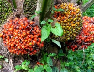 palm-oil (1)