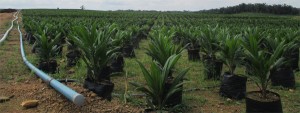 oil palm