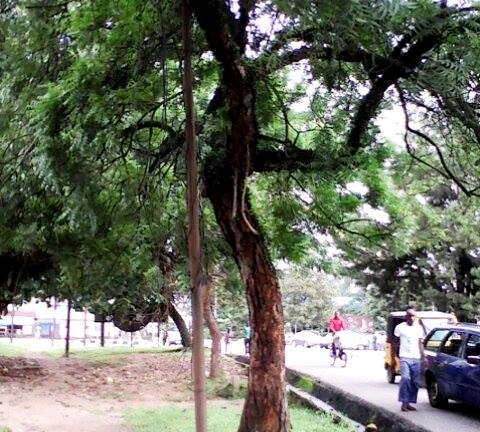 The tree the suspect allegedly climbed to wait for victims