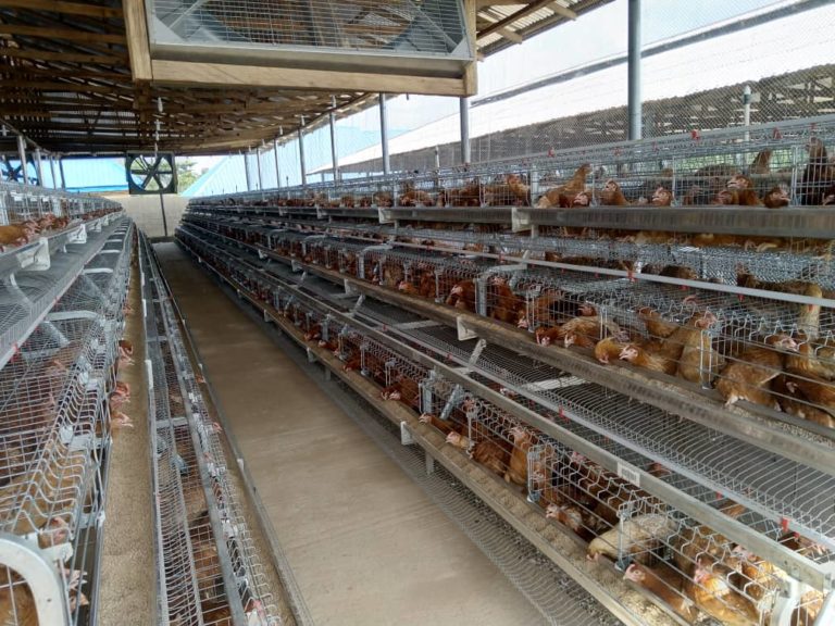 First Tilapia Fish And Poultry Farm Opens In Obudu - CrossRiverWatch